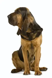 Bloodhounds Prints: Picture No. 10982819