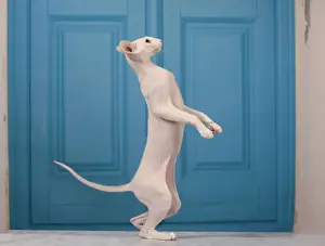 Peterbald Prints: Picture No. 10982851