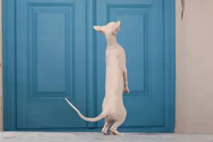 Peterbald Prints: Picture No. 10982852