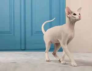 Peterbald Prints: Picture No. 10982853
