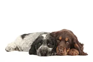 Sleepy Prints: Picture No. 10982874