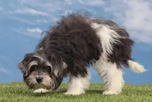 Havanese Prints: Picture No. 10982890