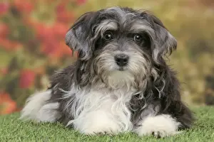 Havanese Prints: Picture No. 10982892