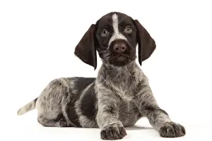 Pointers Prints: Picture No. 10982905