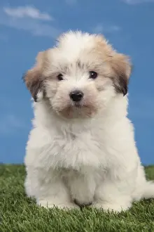 Coton De Tulears Prints: Picture No. 10982917