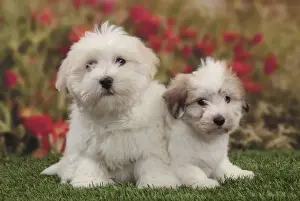 Coton De Tulears Prints: Picture No. 10982920