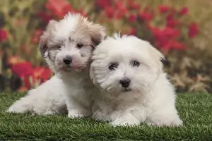 Coton De Tulears Prints: Picture No. 10982921