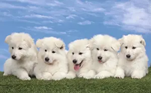 Cuddly Prints: Picture No. 10982959