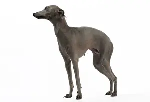 Greyhound Prints: Picture No. 10982972