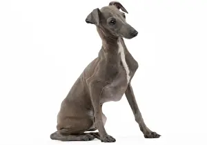 Greyhound Prints: Picture No. 10982973