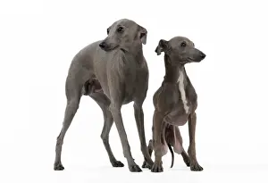 Greyhound Prints: Picture No. 10982974