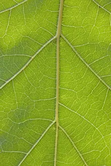 Veins Prints: Picture No. 10983007