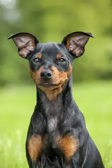 Pinscher Prints: Picture No. 10983022