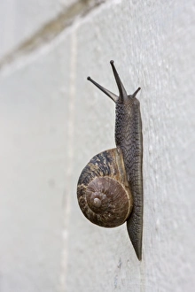 Gastropods Collection: Picture No. 10983026