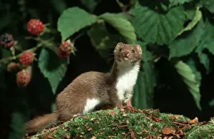 Weasels Prints: Picture No. 10983038