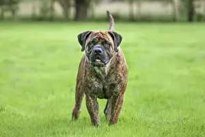 Mastiffs Prints: Picture No. 10983040