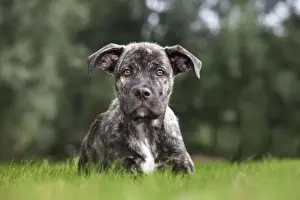 Cane Prints: Picture No. 10983047