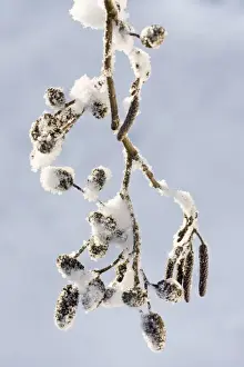 Catkin Prints: Picture No. 10983063