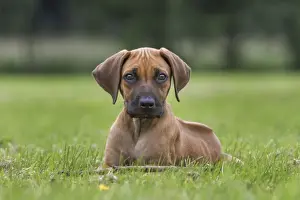 Ridgeback Prints: Picture No. 10983088