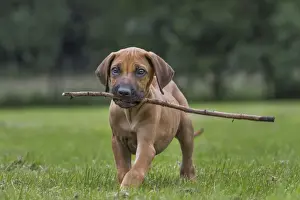 Sticks Prints: Picture No. 10983089