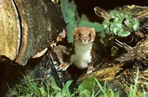 Weasels Prints: Picture No. 10983094