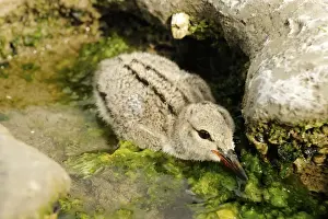 Oystercatcher Prints: Picture No. 10983132
