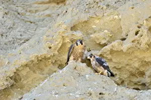 Austral Prints: Picture No. 10983144