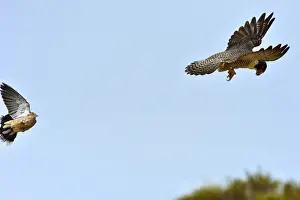 Austral Prints: Picture No. 10983167