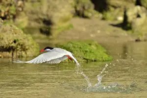 Terns Prints: Picture No. 10983196