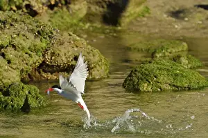 Terns Prints: Picture No. 10983197