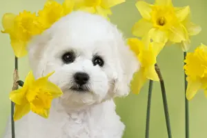 Daffodil Prints: Picture No. 10983267