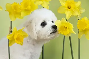 Daffodil Prints: Picture No. 10983268