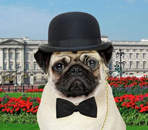 Pugs Collection: Picture No. 10983294