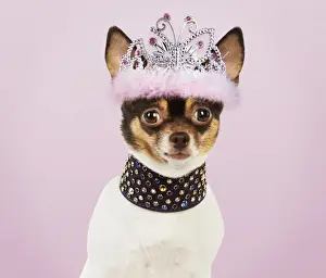 Tiara Prints: Picture No. 10983313