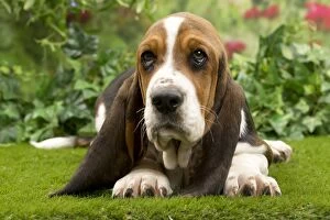 Basset Hound Collection: Picture No. 10983328