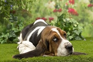 Basset Hound Collection: Picture No. 10983329