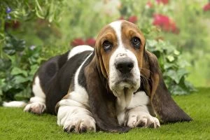 Basset Hound Collection: Picture No. 10983330