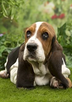 Basset Hound Collection: Picture No. 10983331