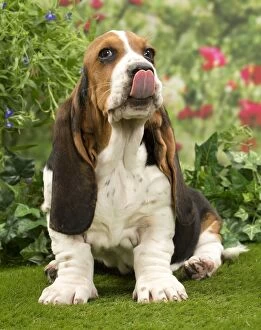 Basset Hound Collection: Picture No. 10983332