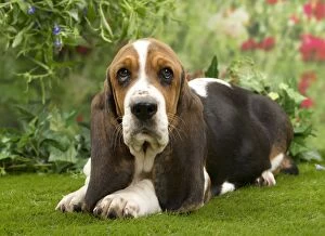 Basset Hounds Collection: Picture No. 10983335
