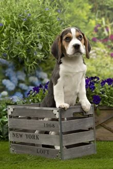 Basset Hound Collection: Picture No. 10983346