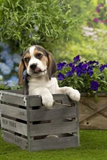 Basset Hounds Collection: Picture No. 10983347