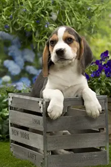 Crates Prints: Picture No. 10983348