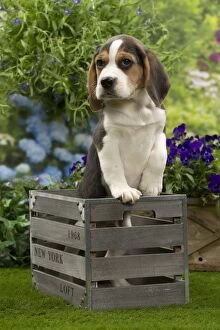 Basset Hound Collection: Picture No. 10983349