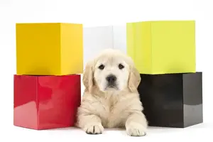 Blocks Prints: Picture No. 10983434