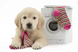 Machine Prints: Picture No. 10983437