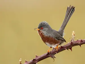 Warblers Prints: Picture No. 10983453