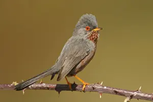 Warblers Prints: Picture No. 10983455