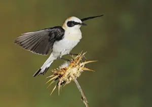 Wheatear Prints: Picture No. 10983468