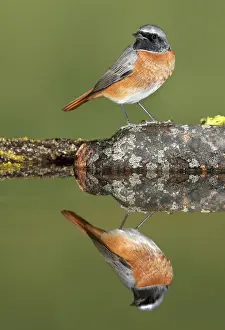 Redstart Prints: Picture No. 10983471